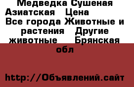 Медведка Сушеная Азиатская › Цена ­ 1 400 - Все города Животные и растения » Другие животные   . Брянская обл.